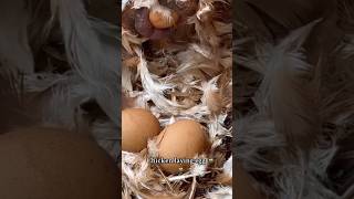 How Chicken Lay Eggs  🥚 [upl. by Aidnahs]