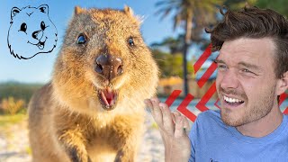 Quokkas Throw Their Babies At Predators To Defend Themselves  SOLVED  Quokka Hub [upl. by Ellenar]