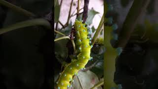 КАК ВЫРАСТИТЬ ГУСЕНИЦ ПАВЛИНОГЛАЗКИ SATURNIA PYRI Giant Peacock Moth Caterpillars Энтомология [upl. by Kramer219]