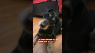 This sound will make your dogs tilt their head [upl. by Audra]