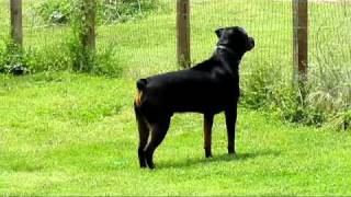 My Rottweiler Barking at dog next door [upl. by Madson]