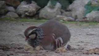 PERDIZ ROJA  REDLEGGED PARTRIDGE [upl. by Aihsercal]