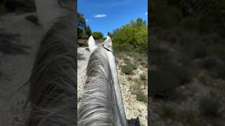 Balade gourmande 🍃 cheval horse equestrianlife equestrian rider cavaliere equestre [upl. by Nawed924]