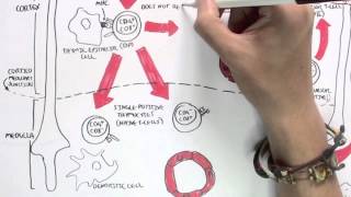 Immunology Map III  T cell development II [upl. by Janel700]