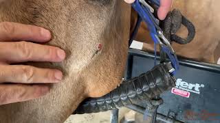 Facial Fracture and Dental Disease in a Horse [upl. by Gerald]