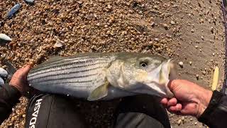 Striped Bass Blitz Jersey Shore 11924 [upl. by Neraj]