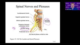 Lumbar Plexus Sacral Plexus and Sciatic Nerve [upl. by Assertal]