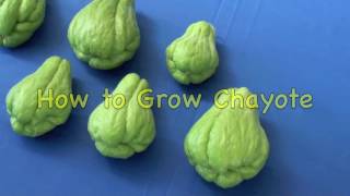 How to Grow Chayote [upl. by Yart]