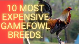 10 Most Expensive Gamefowl Breeds [upl. by Ariel]