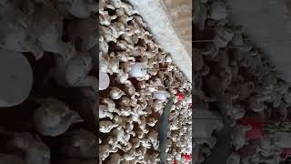 poultry murgifarm murgipalan viralvideo [upl. by Ahsin82]