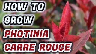 How To Grow Photinia Carre Rouge  Tips And Advice You NEED To Know [upl. by Renata]