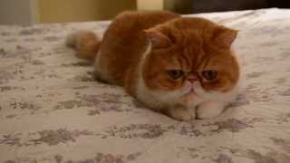 Extremely Cute Cat Video of an Exotic shorthairflat face cat [upl. by Enairb675]