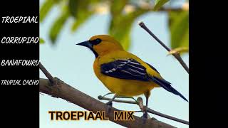 troepiaal  trupial  corrupiao  banafowru audio mix female  male TROPICAL BIRD SONG [upl. by Eloc]