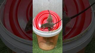 Best home Mouse trapmouse traps tips from plastic bucket rattrap mouse mousetrap [upl. by Hartnett792]