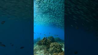 Mesmerizing sardines in the Philippines [upl. by Arjun932]