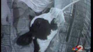 Dairy farmer reacts to video of cow abuse [upl. by Nnaihs]