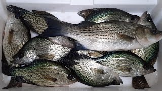 Central Florida Crappie Fishing [upl. by Prissie854]