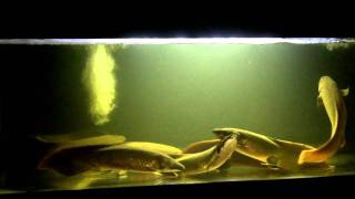 Neoceratodus forsteri Australian Lungfish update 22012 [upl. by Alihet636]