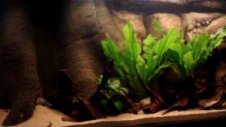 Wild Heckel Discus Biotope  720L [upl. by Sall]