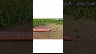 Reproduction In Earthworm 🪱 shorts reproduction biology youtubeshorts Facts [upl. by Acissej741]