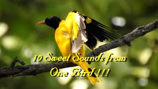 BlackHooded Oriole  10 Different Sounds Bird Calls [upl. by Munn]