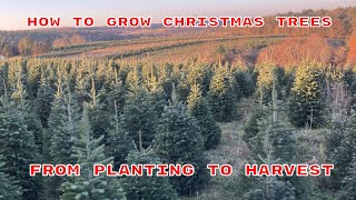 How To Grow Christmas Trees Planting To Harvest Overview [upl. by Yeliac613]