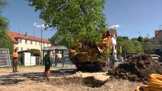 Großbaumverpflanzung von der Ledergasse an den Josefsbach [upl. by Gardy]