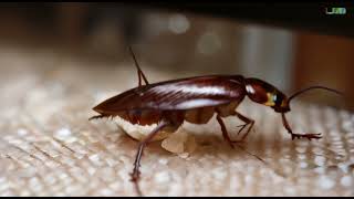 Cockroaches or roaches are insects belonging to the order Blattodea Blattaria [upl. by Hamo]