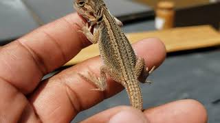 hatchling bearded dragon 5 week growth rate and color change [upl. by Laehcor622]