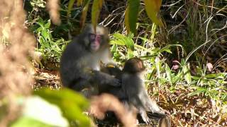 Wild Snow Monkey Mom Grooming Her Child 野生ニホンザル母子の地上採食と毛繕い [upl. by Noremac]