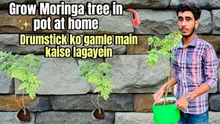 Grow Moringa tree in pot at home  Drumstick ko gamle main kaise lagayein [upl. by Davison]