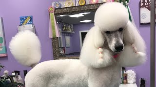 The Poodle Miami Clip [upl. by Aggie]