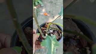 Why Pine bark should be used in aroid potting mix  How to use Pine Bark in Potting Mix shorts [upl. by Filemon]