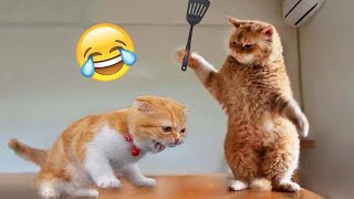 Cats vs Dogs Fighting  Funny Cats And Dogs Compilation 03 [upl. by Acimak]