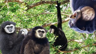 SUARA MONYET GIBBON  GIBBON MONKEY SOUND [upl. by Sivie]