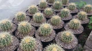 Mi cultivo de echinocactus grusonii tengo que transplantar más de 100 biznagas [upl. by Janka]