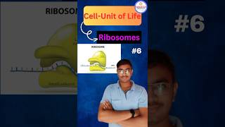 Ribosomes Explained  Cell  Unit of Life  Biology NEET  Class 11th [upl. by Maggio]