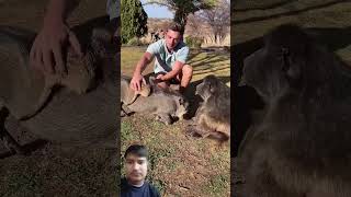 My animal family Mrajaybabuup84 baboonwarthog meerkat puppyfarmlife [upl. by Lotsirk49]