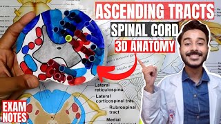 ascending tracts of spinal cord anatomy 3d  spinal cord tracts anatomy [upl. by Crowe770]