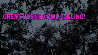 3 Ft tall Great Horned Owl Calling His Mate In Texas raptors [upl. by Ayanahs]