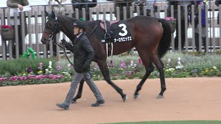 オーロラエックス、コントレイルメモリアルのパドック。京都競馬場。20241123 [upl. by Patricia]