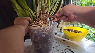 Repotting huge cattleya orchid [upl. by Ayela175]