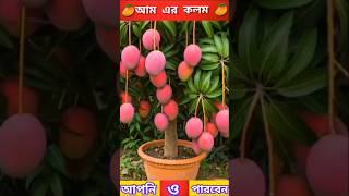 🎋Grow Mango Tree Faster with This Proven Method for Beginners mangofruittree [upl. by Naicul]