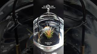 空氣鳳梨 Tillandsia Erici x Funckiana var recurvifolia Erici x 變異狐尾 Air Plants in Taiwan [upl. by Notrem351]