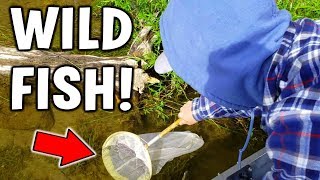 Catching WILD FISH For New INDOOR Pond [upl. by Uolymme]