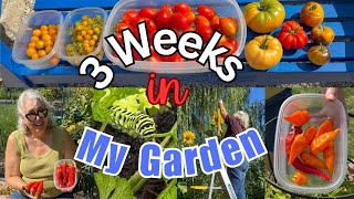 3 Weeks in My Garden Late August into September  Episode 30 [upl. by Ronacin]