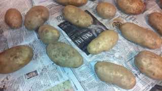 HOW TO PREPARE POTATOES FOR LONG TERM STORAGE PART 1 [upl. by Toscano266]