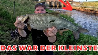 2 Tage Niederlande 3 Riesen Fische [upl. by Georgy]