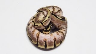 Yellowbelly Spider Spiderbelly Ball Python [upl. by Ruffina]