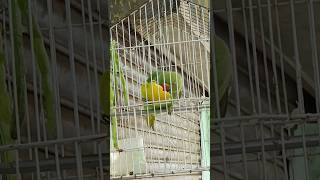 parrot mitthu totamitthu ki awaaz mitthu parrotsmitthu mitthu tota [upl. by Seebeck]